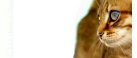 Thumbnail Caption